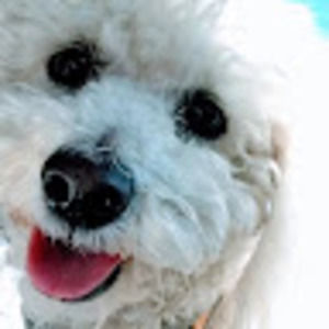 Meet your Posher, Liz